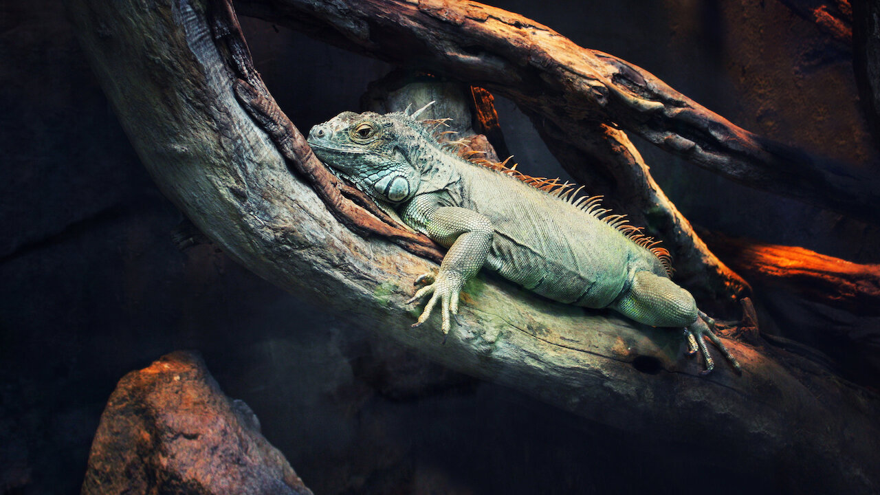 Watch 72 Dangerous Animals: Latin America | Netflix Official Site Watch 72 Dangerous Animals: Latin America | Netflix Official Site
